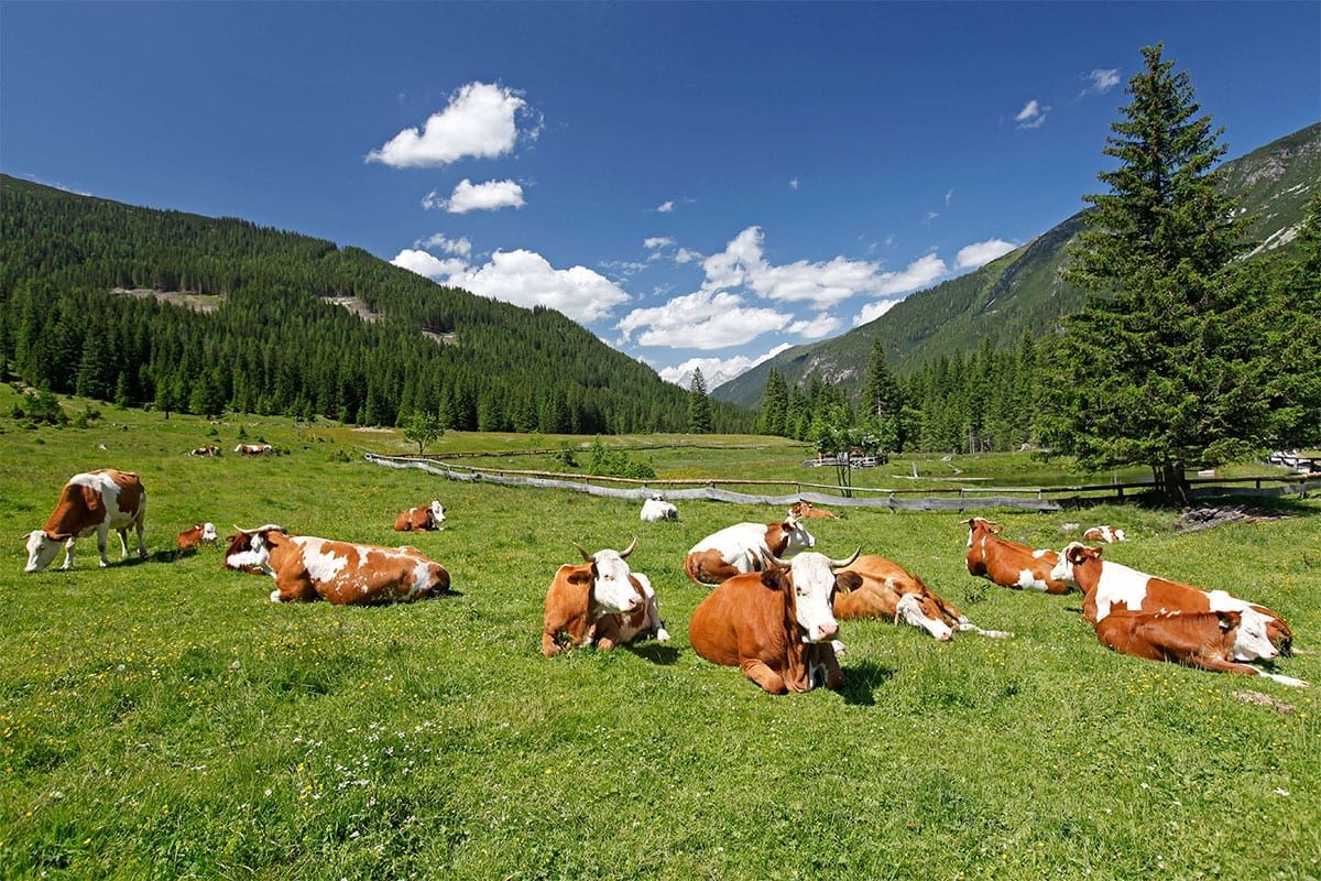 Wandern im Sommerurlaub in Forstau, Salzburger Land